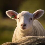 Lambing open day events offer farmers an alternative method of diversification, although it is worth considering the following steps (image: Pixabay)
