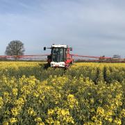 Effective control of Sclerotinia relies largely on fungicides that should be applied during mid-flowering