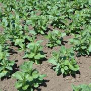 Pulse crops are highly susceptible to weed competition in the early stages