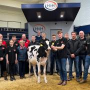 Team Wolfa produced the top priced heifer at 5500gns in Wolfa Crusha Rose purchased by Steven Innes