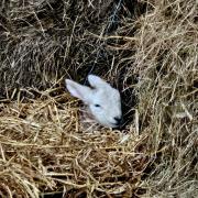 Calm in the storm: Cheviot lamb at Watten Farm, Caithness