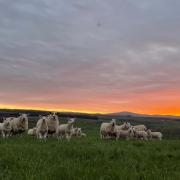 The sunset is a much better sight for young lambs and calves on the ground this spring, as a turn in the weather has been welcomed this week