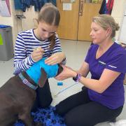 Ashley Wilkie, associate managing director at Thrums, shows a participant on The Thrums Vet School Preparation Programme how to bandage a dog