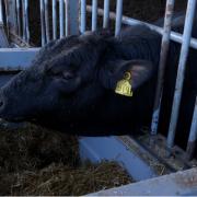 cattle were fed a diet comprising of 75% grass silage (30%DM), 5% straw, 7% protein and 13% barley