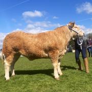 Champions of champions went to this Charolais cross heifer from A and S Campbell
