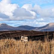 Isle of Skye's Feorlig Sheep Stock Club Beauty
