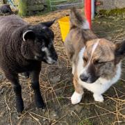 Meet Orkney's corgi buddy and Sonja's happy Blue Texel ram lamb