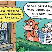Beef calf scheme calving interval vs. First Minister's tenure