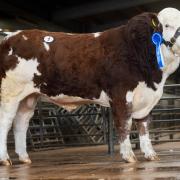 Killiworgie North Star 22 topped the sale at 7500gns for the Gummows