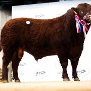 The reserve champion, Seawell Selector, topped the sale at 4500gns for PM and SM Donger