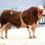 Denizes New Orleans sold for a May record of 22,000gns for Michael and John Barlow
