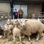 Champion pen of Texel hoggs and single lambs realised £238 per life for DJ Livingstone, Kirklevale