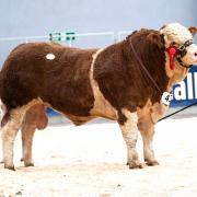 Sale topper for the Barlows selling Denizes New Orleans for 22,000gns  Ref:RH060524021  Rob Haining / The Scottish Farmer...