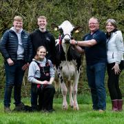 Show Supreme Nethervalley King Doc Lorna from the Scott family Kyle, Rory, Robbie and Margo, also part of the team Fiona Currie  Ref:RH040524101  Rob Haining / The Scottish Farmer...