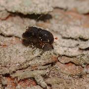 Forest industries are being urged to be vigilant for signs of the beetle. Pic Max Blake, Forest Research