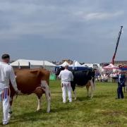 Holstein Matilda clinches Ayr Show dairy section