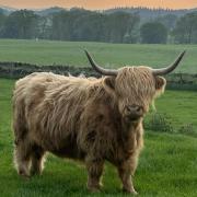 Nikki Smith shares a charming photo of her Highland cow Arran from Low Arkland Farm in Castle Douglas.