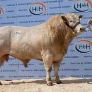Silverwood Tom shown by N McKnight and sold for the top price of 6200gns  photograph: Wayne Hutchinson
