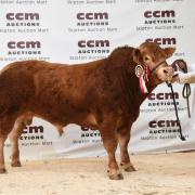 Mark Nelson's supreme champion and sale leader at 8400gns, Bullandcave Trooper
