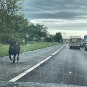 A cow spotted on the A1 this morning near Durham.