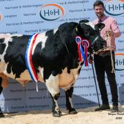Overall champion and top price of 25,000gns was paid for Almeley Shaggy from SL Morgan   Photograph: Wayne Hutchinson