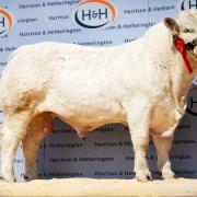Topping the sale at 10,000gns was Thrunton Topcat for the Campbells