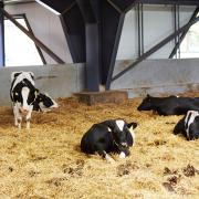 Heat stress can impact on dry cows and their unborn calves