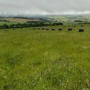 Deferred grazing paddocks helps for outwintering cattle