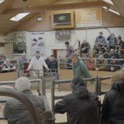 Transparency of the live auction ring, means livestock numbers and prices sold through the mart are up on the year according to the latest figures from LAA