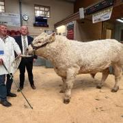 Champion was this charolais bull from Messrs Mckenzie Wester Craiglands, which sold for £6500