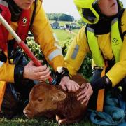 West Yorkshire Fire & Rescue was called to a farm in Keighley just hours after the calf had been born.