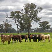 Cattle Australia believes the net zero climate target should be replaced with a 'climate neutral' goal (image: Pixabay)
