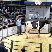 Denmire Ferraro Reba topped the sale at 8000gns