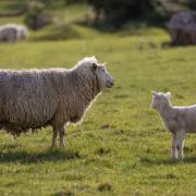 The rural task force is appealing for information following the theft of eleven sheep