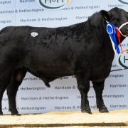 Topping the sale at 10,000gns was Carruthers Equador