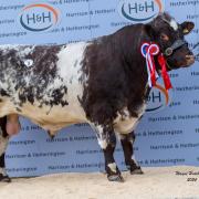 Topping the sale at 8000gns was the champion, Scorpio of Skaillhouse from C Macadie