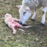 Ravens have been attacking lambs