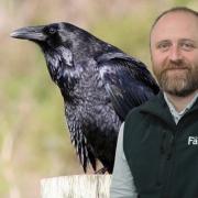 Raven's can decimate flocks of sheep