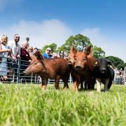 Experience the excitement as Craig Harrower's pig racing team entertains the Fife Show crowd. Ref:RH180524316  Rob Haining / The Scottish Farmer...