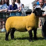 Suffolk champion from Stewart Lathangie Ref:RH180524304  Rob Haining / The Scottish Farmer...