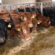 Stirling UA sees breeding cattle hit £5600
