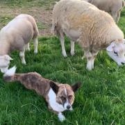 Raymond, the Cardigan Corgi, is seen hanging out with the sheep