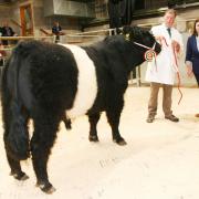 Chris Ryder with his male and supreme champion and 5,800gns top price bull at CCM Skipton's second annual Belted Galloway highlight, joined by judge Becky Burgess-Smith.