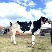 Taking the champions of champions award was the Holstein, Dalserf Unix Finesse, from the Baillies