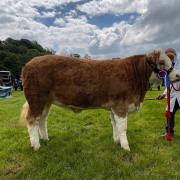 Davie Craig took the champion of champions with his Simmental heifer