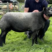 Hodges Gold Dust was Blue Texel champion, supreme sheep and overall champion of champions for John and Daniel Hodge
