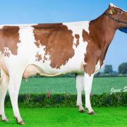 Halmyre Urr FV Jinks leads flying trade at £3200