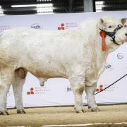 Sale leader was Solo Velocity from the Currells at 16,000gns