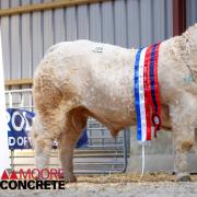 Sale leader was pre-sale champion Fury Aero at 8000gns from Pat Hackett