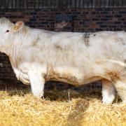 Cockerington Valerie was the top price female at 10,000gns
